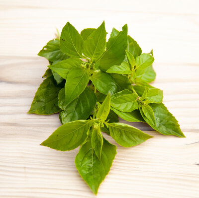 Amazonian basil, Базилик Амазонский или Перуанский, Ocimum campechianum